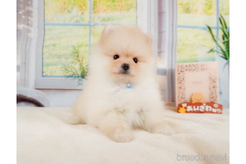 成約済の静岡県のポメラニアン-331821の3枚目